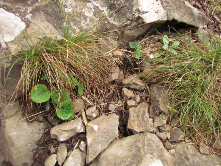 Chaptalia cordifolia (22)
