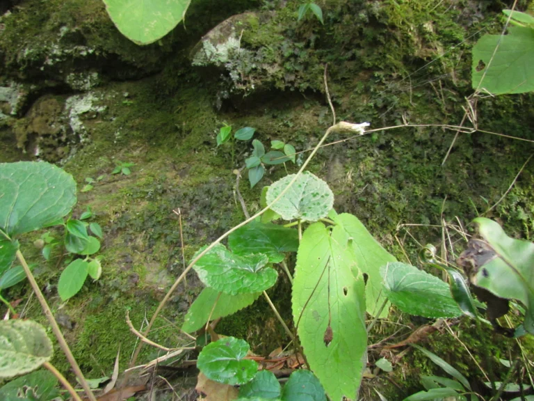 Chaptalia cordifolia (19)