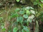 Chaptalia cordifolia (6)