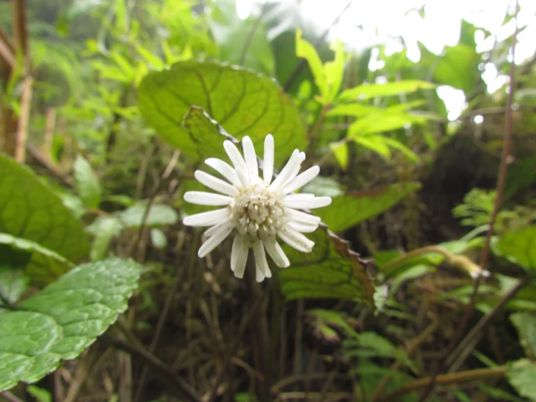 Chaptalia cordifolia (3)