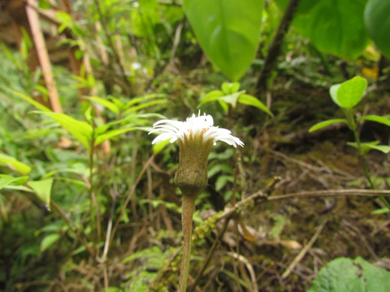 Chaptalia cordifolia (2)