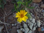 Aspilia montevidensis (12)