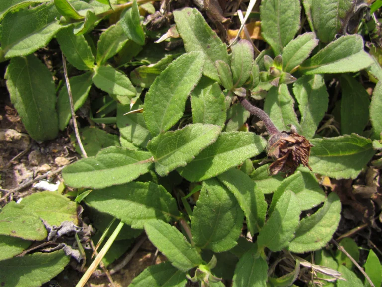 Aspilia montevidensis (10)