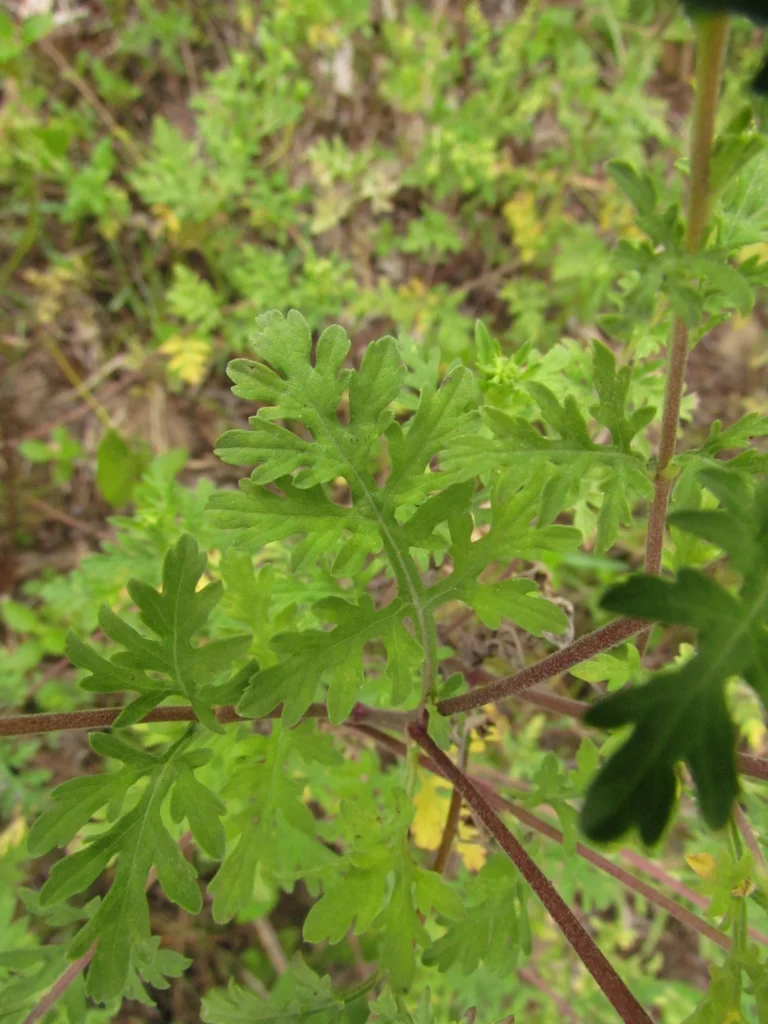 Ambrosia tenuifolia (20)