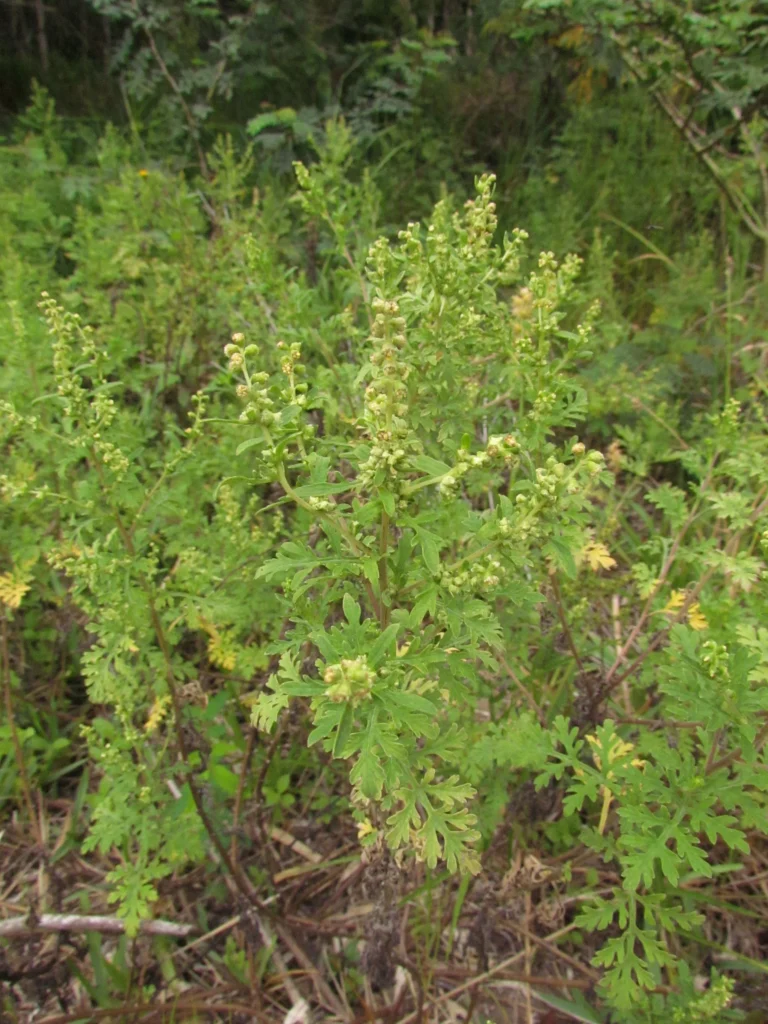 Ambrosia tenuifolia (14)