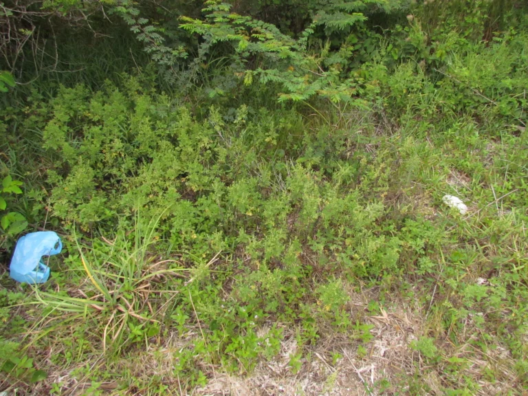 Ambrosia tenuifolia (13)