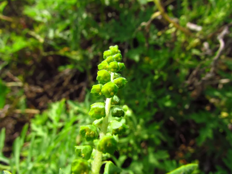 Ambrosia tenuifolia (8)