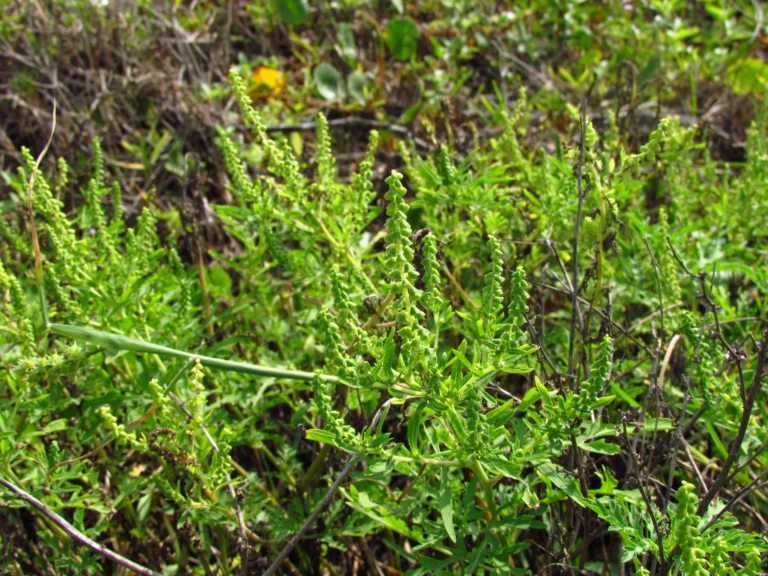Ambrosia tenuifolia (5)