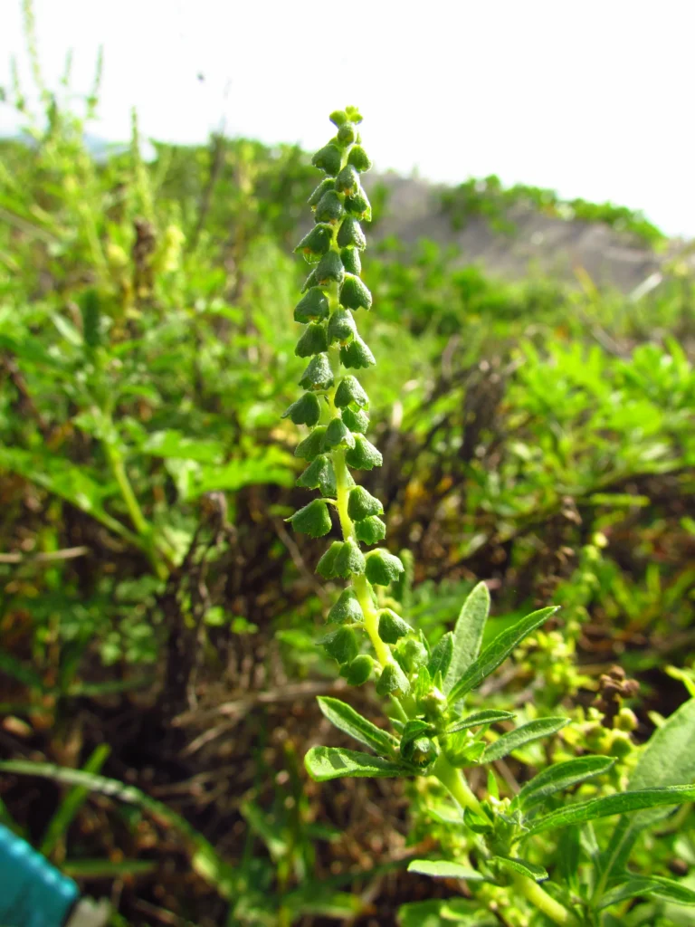 Ambrosia tenuifolia (6)