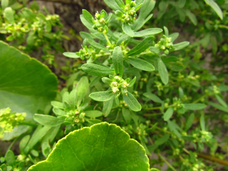 Ambrosia tenuifolia (3)