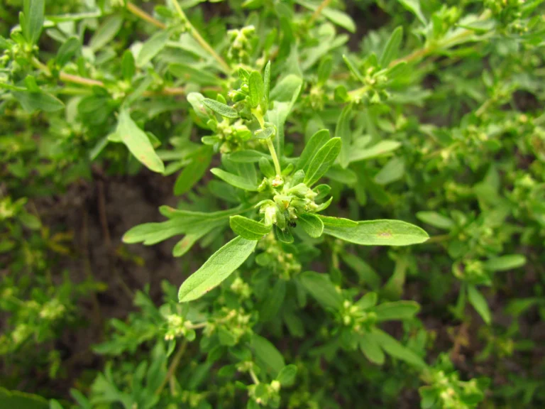 Ambrosia tenuifolia (1)