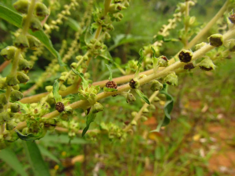 Ambrosia stachyoides (10)