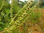 Ambrosia stachyoides (8)