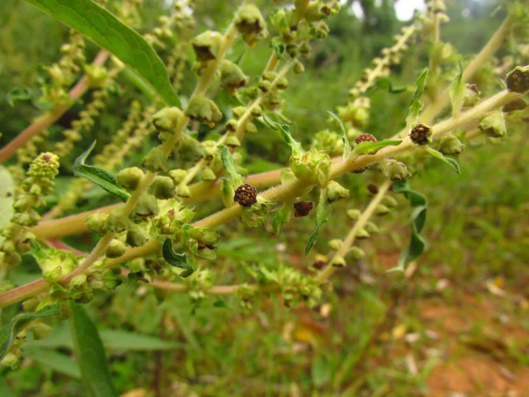 Ambrosia stachyoides (9)