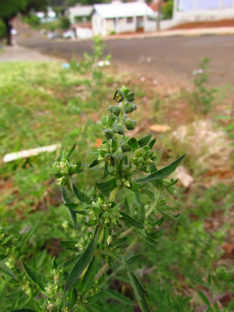 Ambrosia elatior (4)