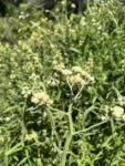 Achyrocline flavescens (7)