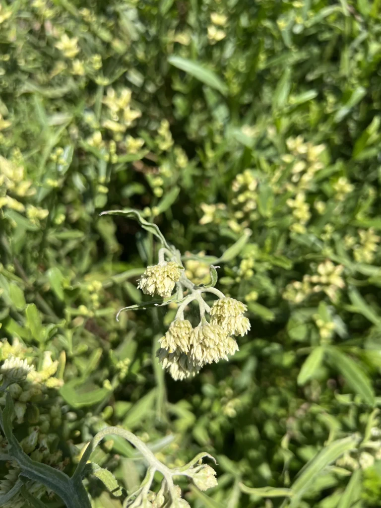 Achyrocline flavescens (5)