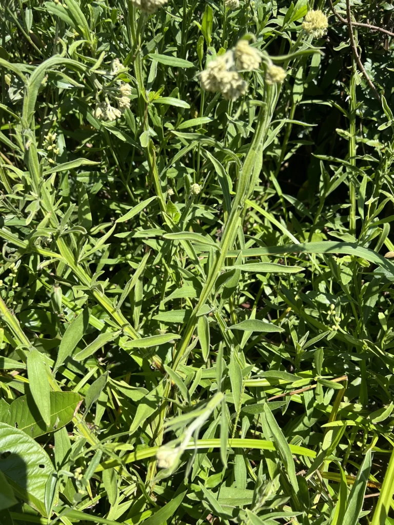 Achyrocline flavescens (2)