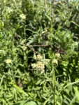Achyrocline flavescens (3)