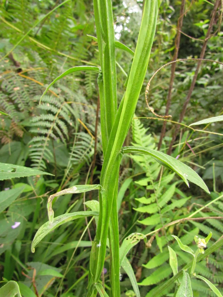 Achyrocline alata (16)