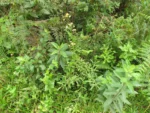 Achyrocline alata (12)