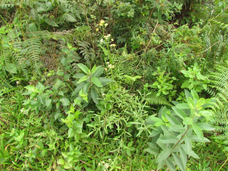 Achyrocline alata (12)