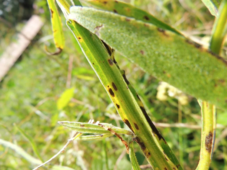Achyrocline alata (10)