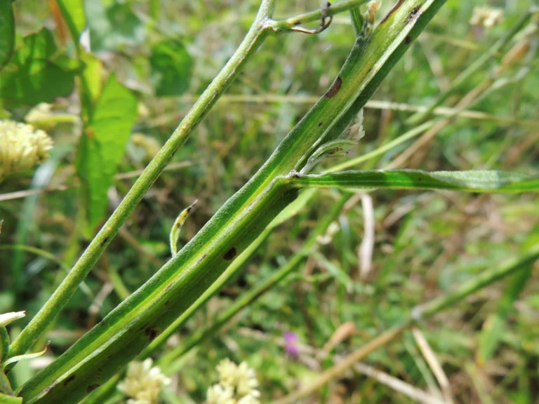 Achyrocline alata (9)