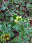 Acanthospermum australe (23)