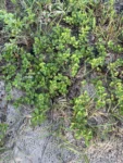 Acanthospermum australe (20)