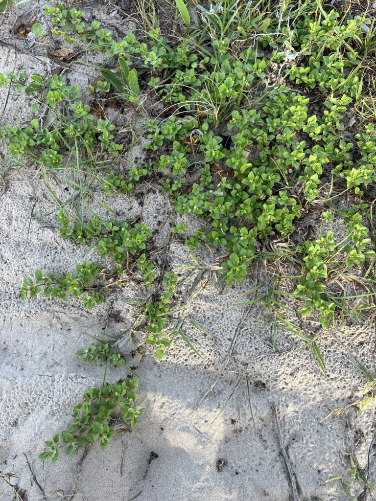 Acanthospermum australe (17)