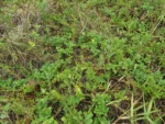 Acanthospermum australe (14)