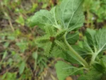 Acanthospermum australe (15)