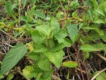 Acanthospermum australe (13)