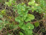 Acanthospermum australe (12)