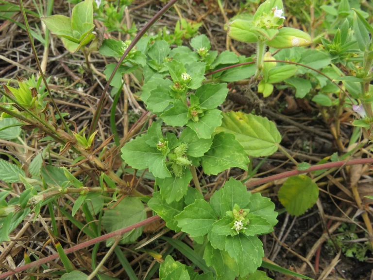 Acanthospermum australe (12)