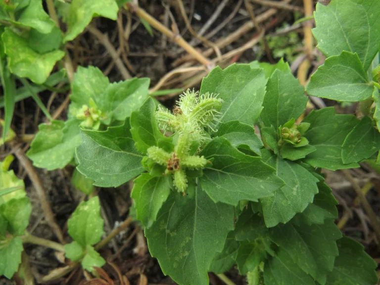 Acanthospermum australe (10)