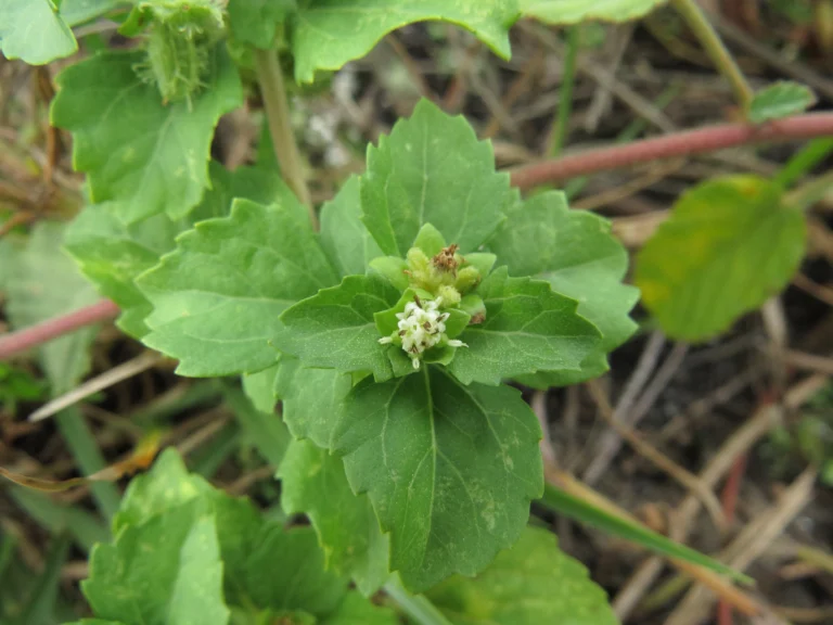 Acanthospermum australe (9)