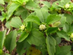 Acanthospermum australe (4)