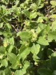 Acanthospermum australe (3)
