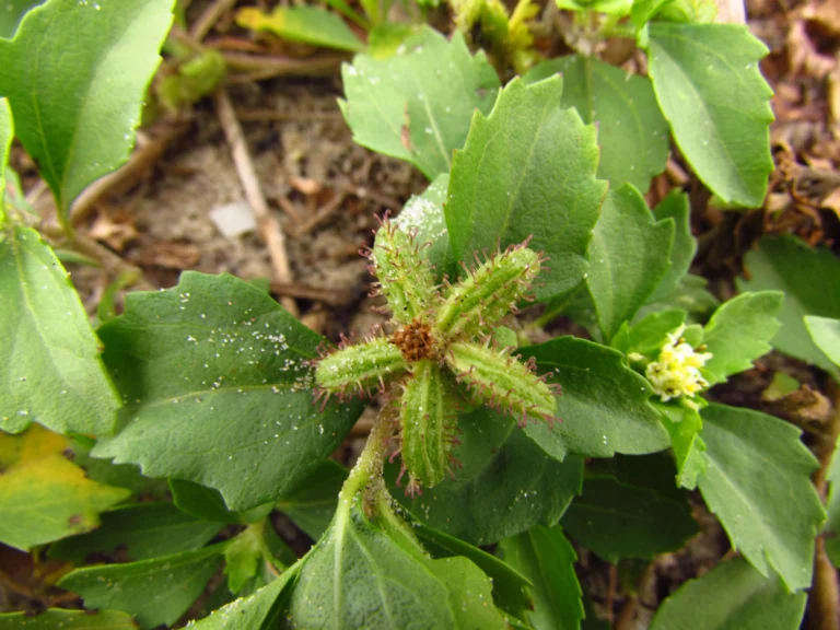 Acanthospermum australe (1)
