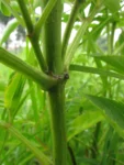 Sambucus nigra (4)