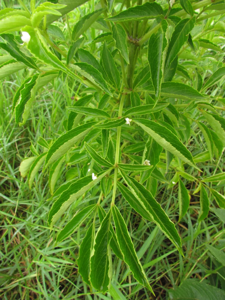 Sambucus nigra (2)