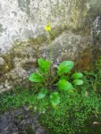 Youngia japonica (26)