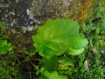 Youngia japonica (25)
