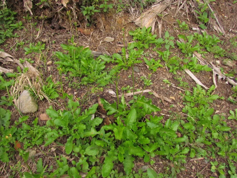 Youngia japonica (2)