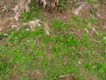 Youngia japonica (1)