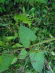 Urolepis hecatantha (9)