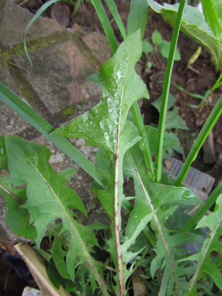 Taraxacum (29)