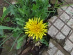 Taraxacum (23)